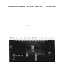 METHOD FOR TRANSFORMING STRAMENOPILES diagram and image