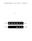 METHOD FOR TRANSFORMING STRAMENOPILES diagram and image