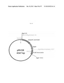 METHOD FOR TRANSFORMING STRAMENOPILES diagram and image