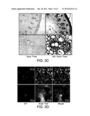 COMPOSITIONS AND METHODS FOR IMPROVED PLANT FEEDSTOCK diagram and image