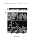 COMPOSITIONS AND METHODS FOR IMPROVED PLANT FEEDSTOCK diagram and image