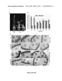 COMPOSITIONS AND METHODS FOR IMPROVED PLANT FEEDSTOCK diagram and image