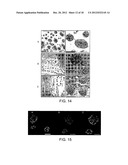 THREE-DIMENSIONAL CELL ADHESION MATRIX diagram and image