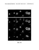 THREE-DIMENSIONAL CELL ADHESION MATRIX diagram and image