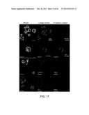 THREE-DIMENSIONAL CELL ADHESION MATRIX diagram and image