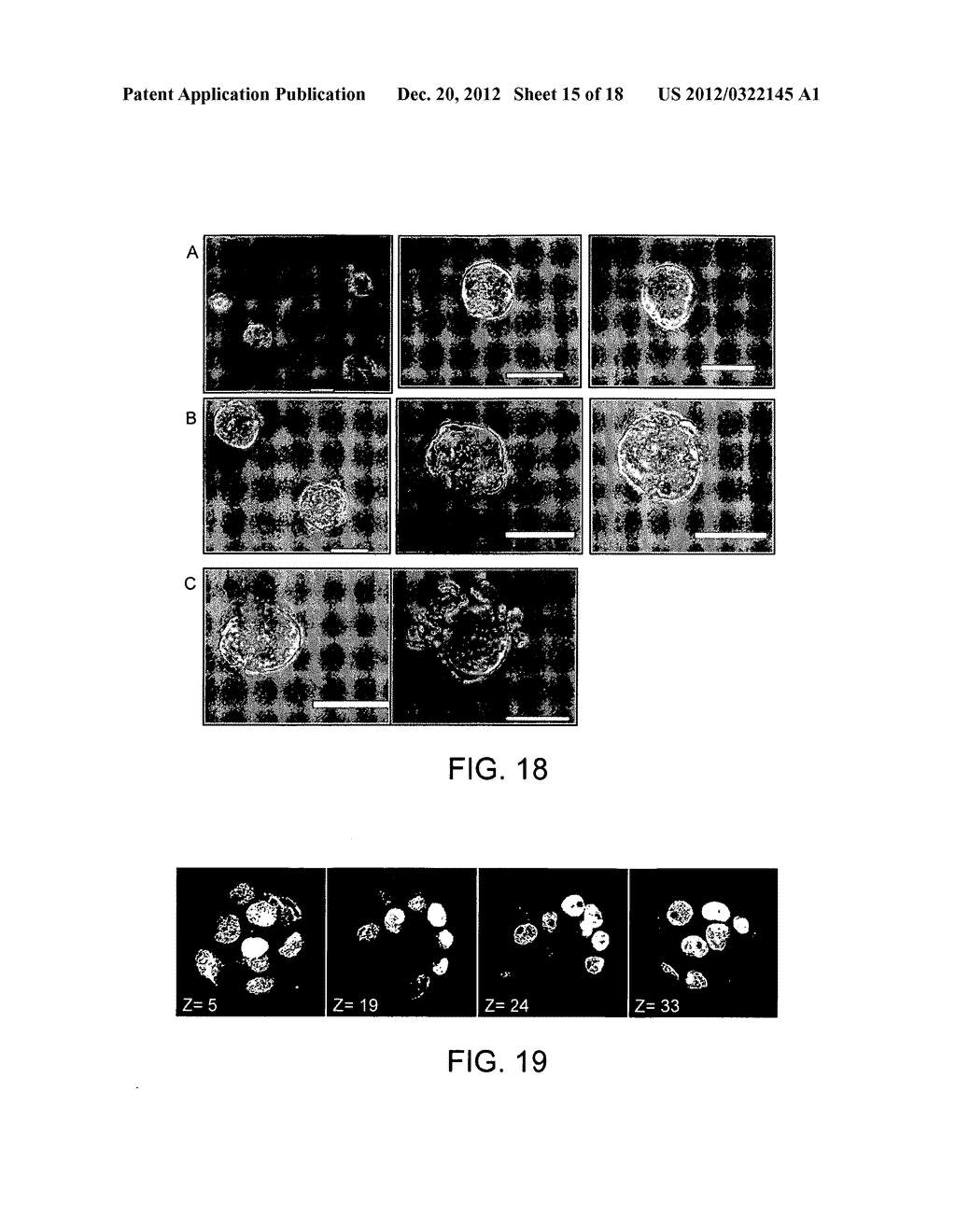 THREE-DIMENSIONAL CELL ADHESION MATRIX - diagram, schematic, and image 16