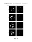 THREE-DIMENSIONAL CELL ADHESION MATRIX diagram and image