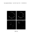 THREE-DIMENSIONAL CELL ADHESION MATRIX diagram and image