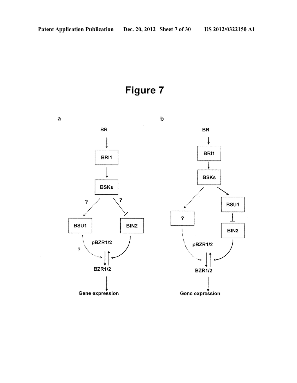 Mechanism and Method for Regulating Glycogen Synthase Kinase 3     (GSK3)-Related Kinases - diagram, schematic, and image 08