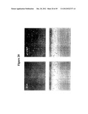 MODIFIED RECOMBINANT FACTOR VIII AND VON WILLEBRAND FACTOR AND METHODS OF     USE diagram and image