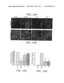 Estriol Therapy for Autoimmune and Neurodegenerative Diseases and     Disorders diagram and image