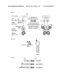 METHODS OF INHIBITING IRE1 diagram and image