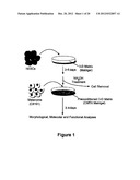 METHODS OF INHIBITING TUMOR CELL AGGRESSIVENESS USING THE MICROENVIRONMENT     OF HUMAN EMBRYONIC STEM CELLS diagram and image