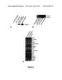 METHODS OF INHIBITING TUMOR CELL AGGRESSIVENESS USING THE MICROENVIRONMENT     OF HUMAN EMBRYONIC STEM CELLS diagram and image