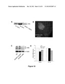 METHODS OF INHIBITING TUMOR CELL AGGRESSIVENESS USING THE MICROENVIRONMENT     OF HUMAN EMBRYONIC STEM CELLS diagram and image