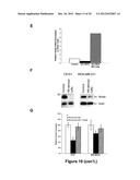 METHODS OF INHIBITING TUMOR CELL AGGRESSIVENESS USING THE MICROENVIRONMENT     OF HUMAN EMBRYONIC STEM CELLS diagram and image