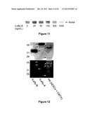 METHODS OF INHIBITING TUMOR CELL AGGRESSIVENESS USING THE MICROENVIRONMENT     OF HUMAN EMBRYONIC STEM CELLS diagram and image