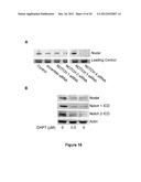 METHODS OF INHIBITING TUMOR CELL AGGRESSIVENESS USING THE MICROENVIRONMENT     OF HUMAN EMBRYONIC STEM CELLS diagram and image