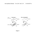 Method of producing recombinant TAT-HOXB4H protein for use as a stimulant     of hematopoiesis in vivo diagram and image