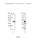 Method of producing recombinant TAT-HOXB4H protein for use as a stimulant     of hematopoiesis in vivo diagram and image