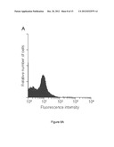 Method of producing recombinant TAT-HOXB4H protein for use as a stimulant     of hematopoiesis in vivo diagram and image