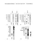 COMPOSITIONS AND METHODS FOR MODULATING LYMPHOCYTE ACTIVITY diagram and image