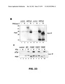 COMPOSITIONS AND METHODS FOR MODULATING LYMPHOCYTE ACTIVITY diagram and image