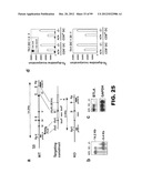 COMPOSITIONS AND METHODS FOR MODULATING LYMPHOCYTE ACTIVITY diagram and image