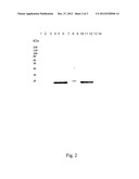 METHOD FOR OBTAINING BIOLOGICALLY ACTIVE RECOMBINANT HUMAN G-CSF diagram and image