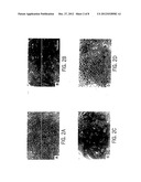 Primate Embryonic Stem Cells diagram and image