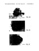 Primate Embryonic Stem Cells diagram and image