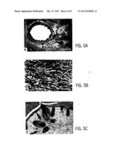 Primate Embryonic Stem Cells diagram and image