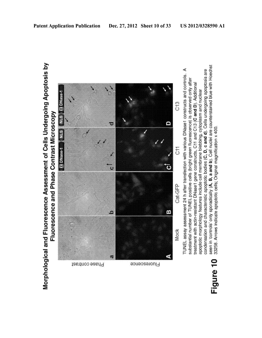 ANTI-CANCER THERAPEUTIC STRATEGY TO OVERCOME CANCER RESISTANCE AND TO     ENABLE TAILORING TREATMENT TO PATIENTS - diagram, schematic, and image 11