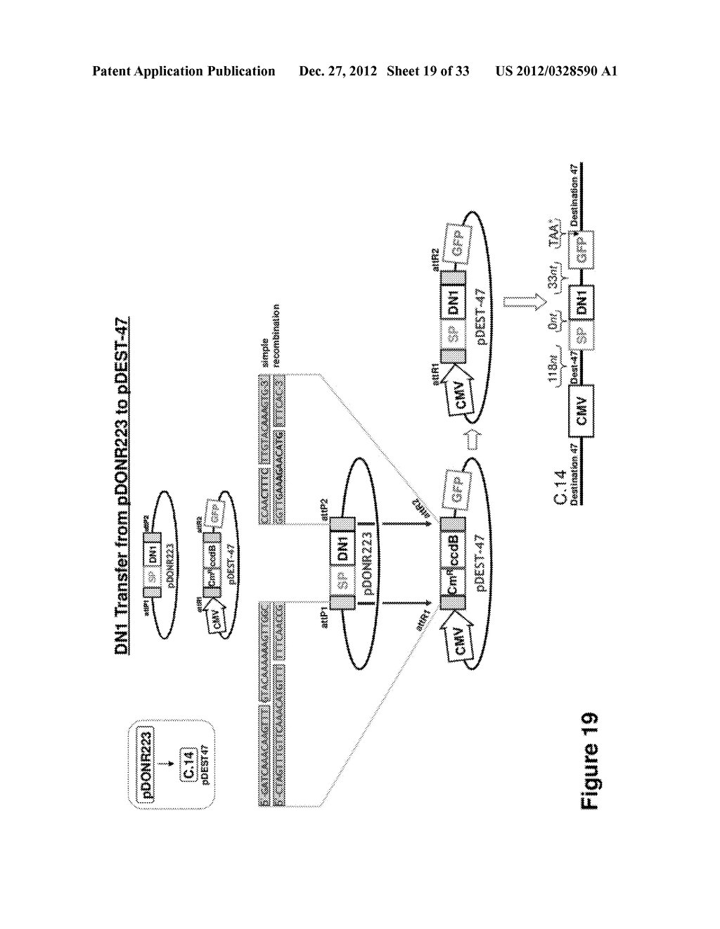 ANTI-CANCER THERAPEUTIC STRATEGY TO OVERCOME CANCER RESISTANCE AND TO     ENABLE TAILORING TREATMENT TO PATIENTS - diagram, schematic, and image 20