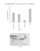 STABILIZED ALPHA-GALACTOSIDASE AND USES THEREOF diagram and image