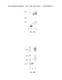 STABILIZED ALPHA-GALACTOSIDASE AND USES THEREOF diagram and image