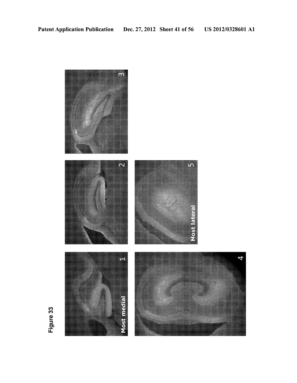 Modulation of Synaptic Maintenance - diagram, schematic, and image 42