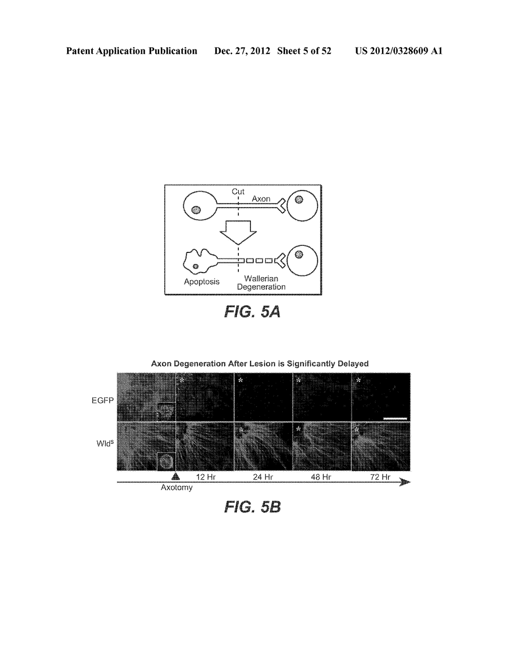 Modulation of Axon Degeneration - diagram, schematic, and image 06