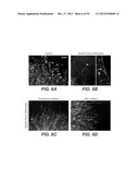 Modulation of Axon Degeneration diagram and image