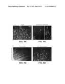 Modulation of Axon Degeneration diagram and image