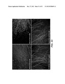 Modulation of Axon Degeneration diagram and image