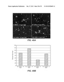 Modulation of Axon Degeneration diagram and image