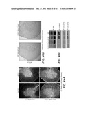 Modulation of Axon Degeneration diagram and image