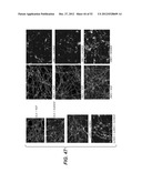 Modulation of Axon Degeneration diagram and image