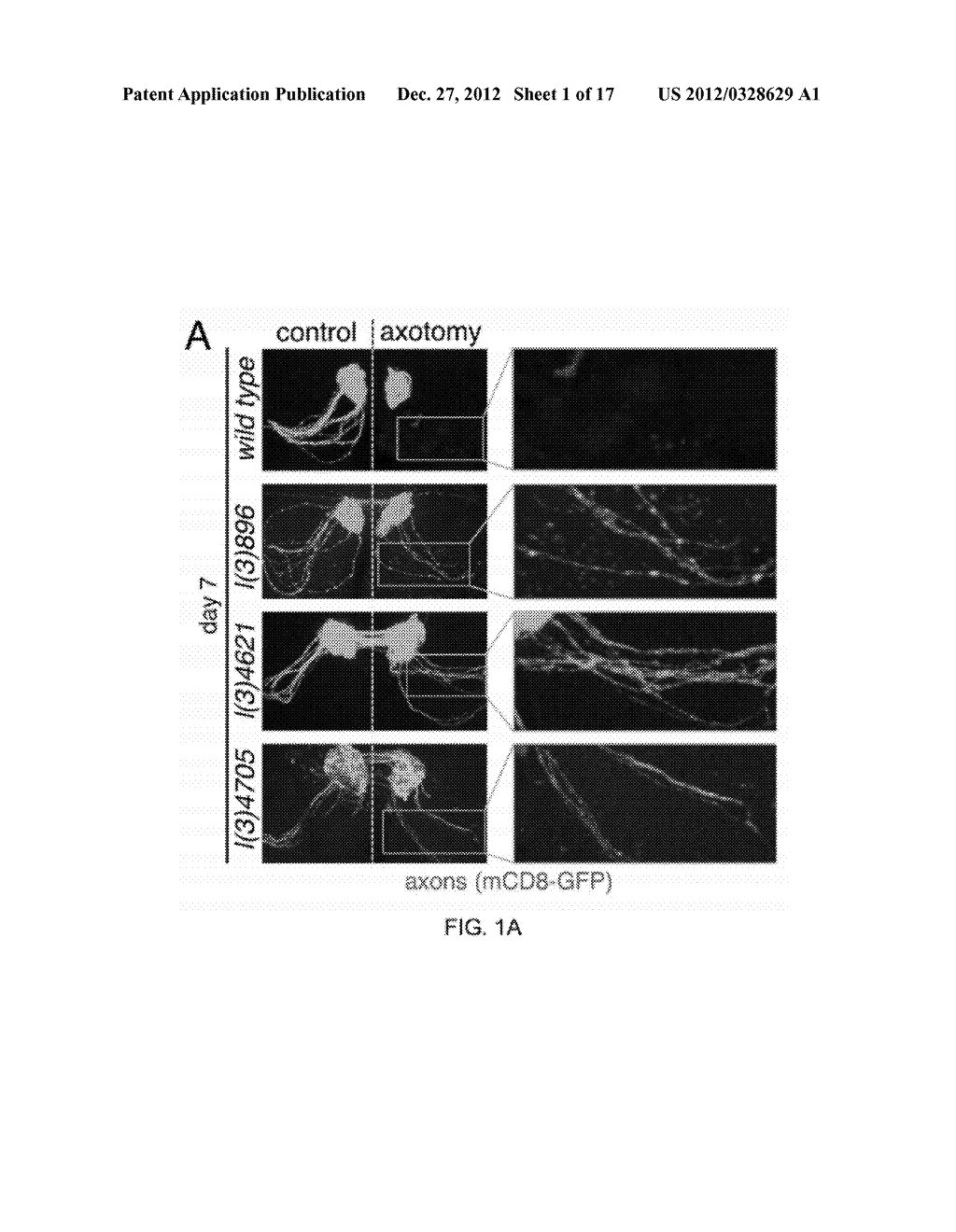 Therapeutic Applications Targeting SARM1 - diagram, schematic, and image 02