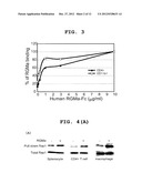 T CELL ACTIVATION INHIBITOR, PHARMACEUTICAL COMPOSITION CONTAINING SAME,     AND SCREENING METHOD FOR T CELL ACTIVATION INHIBITING SUBSTANCE diagram and image