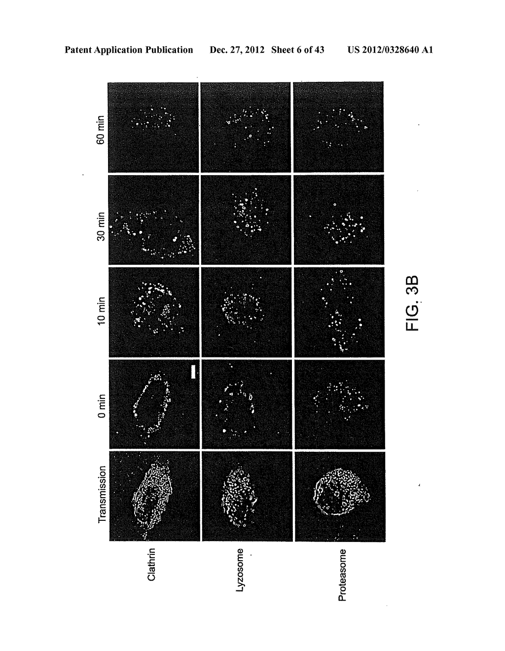 METHODS AND COMPOSITIONS FOR THE TREATMENT AND PREVENTION OF CANCER - diagram, schematic, and image 07