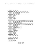 METHODS AND COMPOSITIONS FOR THE TREATMENT AND PREVENTION OF CANCER diagram and image