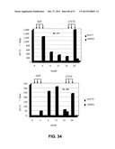 CHIMPANZEE ADENOVIRUS VACCINE CARRIERS diagram and image