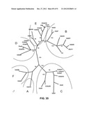 CHIMPANZEE ADENOVIRUS VACCINE CARRIERS diagram and image